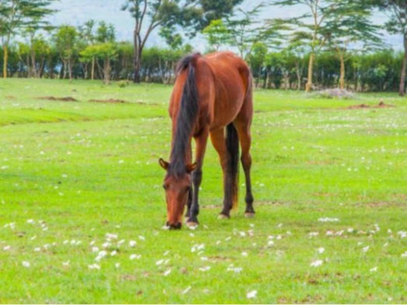 Samawati Lakeside Cottages Nyahururu Luaran gambar